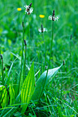 Plantain in the meadow
