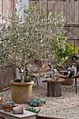 Olive tree and succulent on gravel terrace