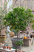 Kumquat (Fortunella japonica), Calamondin-Orange und Olivenbaum auf Kies-Terrasse