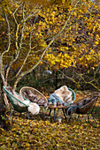 Seat under maple tree in autumn garden