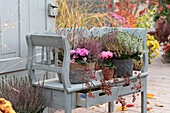 Autumn arrangement with budding heather (Calluna vulgaris) and cyclamen on a wooden bench