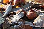 Autumn leaves and apples on the ground