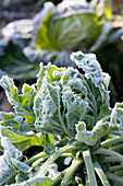 Brussels sprouts in hoar frost in the garden