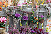Budding heather (Calluna vulgaris), Jerusalem cherry (Solanum pseudocapsicum) and ornamental cabbage (Brassica oleracea) as fence decoration