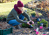 Woman planting bulbs and perennials