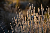 Grasses in hoar frost in the garden
