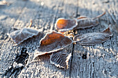 Herbstblätter mit Raureif auf Holzuntergrund