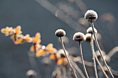 Frozen seed head of coneflower (Echinacea)