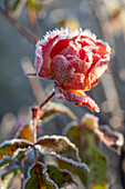 Gefrorene Rosenblüte