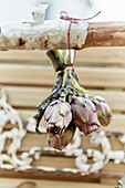 Dried artichokes hung on a rustic wooden fence