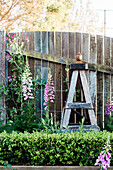 Fence made of reused wood and foxgloves (digitalis) in the garden