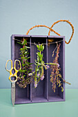 Drying spices in old case of vine, oregano, pepper mint and savory, pruner