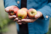 Close-up of man holding organic apples