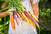 Girl holding bunch of heirloom carrots, partial view