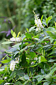 Erlenblättrige Zimterle (Clethra alnifolia)