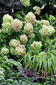 Hydrangea 'Little Lime'