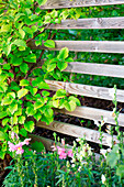 Green climbing plant on wooden fence with flower bed in the foreground