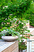 Flower arrangement with cranesbill (geranium) in concrete bowl on wooden railing
