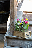 Spring flowers in wooden box on stairs