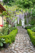 Cobbled garden path, low hedges and wisteria along the path