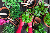 Woman's hands planting herbs on terrace