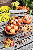 Autumn harvest on garden table: apples, nuts and chestnuts in baskets and edible pumpkin