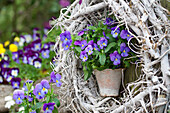 Violas in a flower pot surrounded by shabby-chic wreath