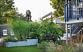 Galvanized planters with Chinese reed (Miscanthus) and mountain bamboo in the garden