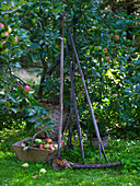 Alte Gartengeräte und Korb unter Apfelbaum
