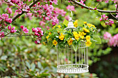 Birdcage with dandelion wreath hanging from flowering apple tree