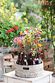 Zinnias, clematis seed heads, sage, boneset, physalis and branches of berries in bottles