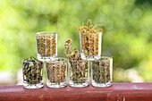 Various dried herbs in jars (for fasting and detoxification)
