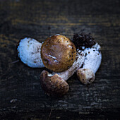 Fresh porcini mushrooms on a wooden surface