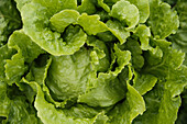 Lettuce (Close Up)