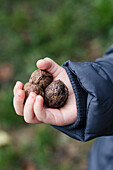 Child's hand holding walnuts