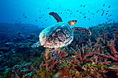 Turtle swimming above a coral reef