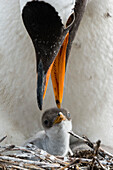 Gentoo penguin with its chick