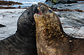 Southern elephant seals fighting