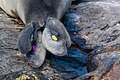 Flipper tags attached to southern elephant seal
