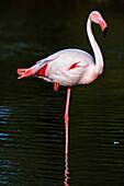 Greater flamingo resting on one leg