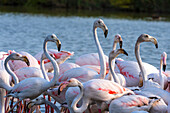 Flock of greater flamingos in a lagoon
