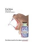 Cat bites, illustration