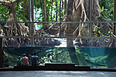 Recreation of flooded Amazon rainforest