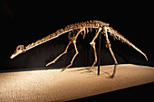 Anserimimus planinychus dinosaur skeleton