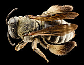 Asiatic enigma bee