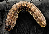Black cutworm moth pupa
