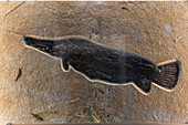 Fossil gar fish