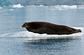 Bearded seal