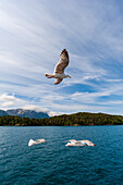 Sea gulls in flight above Hollandsfjord, Svartisen, Norway