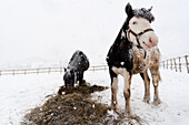 Two horses in a snow shower